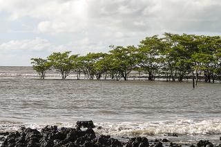 Home | Conservation Areas in Brazil Home | Conservation Areas in Brazil